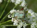 Hoplia argentea